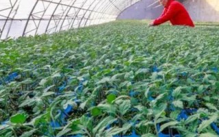 夏季育苗要注意什么，播種后要注意通風(fēng)遮陽(yáng)