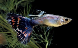 孔雀魚垂直頭朝下的原因及治療方法，環(huán)境刺激和年齡較大等均會導(dǎo)致