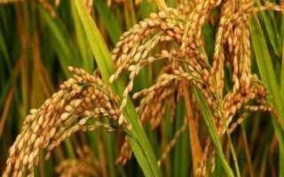 恒豐優(yōu)3512水稻品種的特性，早造平均全生育期125天