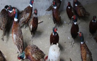 野雞眼病的防治措施，要保證雞舍通風(fēng)