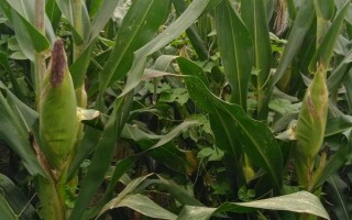 龍生5號(hào)玉米品種簡介，適宜播期4月下旬至5月上旬