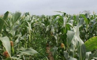 沈玉31號玉米種子介紹，遼寧省春播生育期134天左右