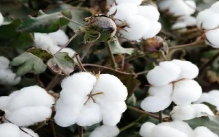 盛雜棉9號F1棉花種子簡介，每畝定植1500-1800株