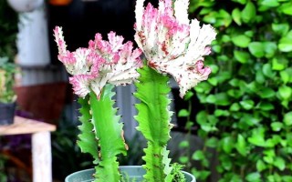 擺放龍骨花的禁忌，臥室、陰涼處、財神位都不能擺放