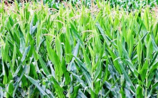 新科68(XK68)玉米種子介紹，中抗大斑病