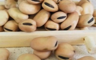 在家種蠶豆的方法，浸種消毒后再撒播覆土