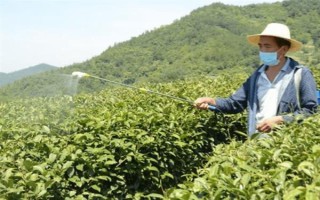 怎么防治茶輪斑病，茶園應(yīng)避免捋采或強采