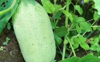 出現(xiàn)大肚黃瓜的原因及防治措施，創(chuàng)造好的開花授粉條件是關(guān)鍵