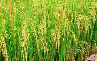 福龍兩優(yōu)1402水稻品種的特性，全生育期136.8天