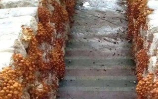 滑子菇的栽培技術(shù)，菌盤(pán)上架要避免陽(yáng)光直射
