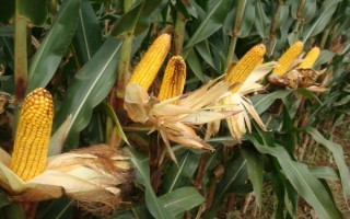 平玉6189玉米種子介紹，有效防治地下害蟲