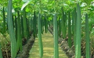 絲瓜結(jié)果后長(zhǎng)不大的原因，可能是缺少肥料、澆水過(guò)多等