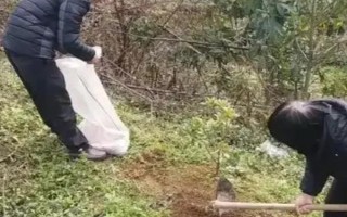 如何種植楊梅，播種后要覆蓋小拱棚并保溫
