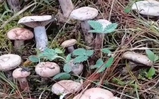 烏樅菌有人工種植的嗎，有人工種植的烏樅菌