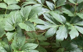 明日葉怎么栽培，經(jīng)過燙種、浸泡、催芽后再播種