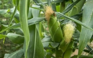 富裕三交2號(hào)玉米種子簡(jiǎn)介，中抗小斑病和絲黑穗病