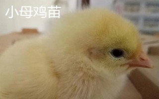 怎么分辨小雞苗的公母，可根據(jù)生殖突起、體型等鑒別