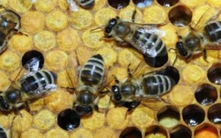 蜜蜂越冬的條件，一要溫度適宜二要飼料充足