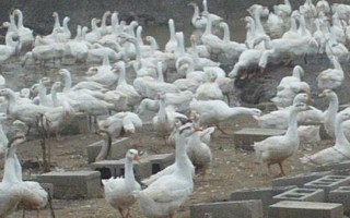 豁眼鵝的年產(chǎn)蛋量，粗放飼養(yǎng)僅為80枚左右