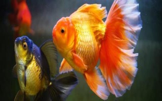 金魚品種有哪些，可分為草種、文種、龍種、蛋種