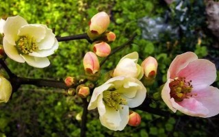 海棠花何時開放，不同品種的花期有區(qū)別