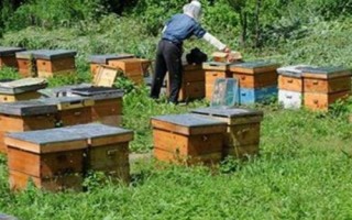 新手怎么養(yǎng)好蜜蜂，需掌握蜜蜂習(xí)性、備足養(yǎng)蜂工具
