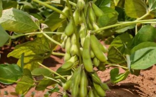 富航芽豆1號大豆種子介紹，特種品種（芽豆品種）