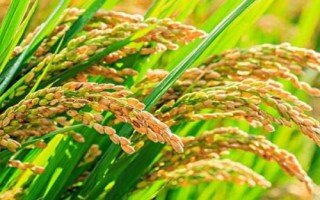 泰優(yōu)3216水稻種子特征特性，每畝有效穗數15.5萬穗