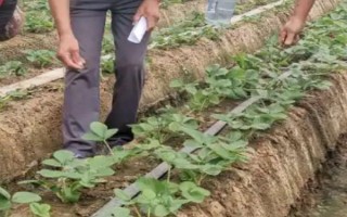 草莓一般用什么肥料，基肥可選擇有機(jī)肥或農(nóng)家肥