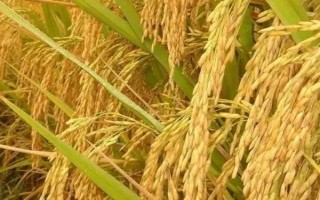 天優(yōu)華占水稻品種簡(jiǎn)介，每畝1.2～1.5萬(wàn)穴
