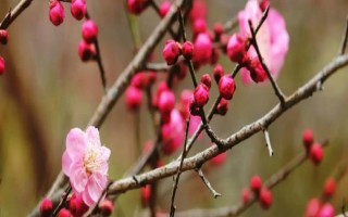 梅花的開(kāi)放時(shí)間，通常為1-3月份