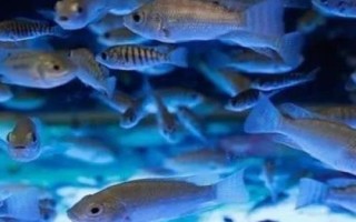 親親魚的產(chǎn)地，主產(chǎn)于泰國、中東地區(qū)、西雙版納等地方