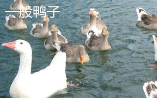 麻鴨和一般鴨子的區(qū)別，外觀特征不同