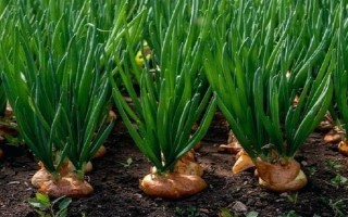 洋蔥適合什么時(shí)候種，具體種植時(shí)間與地區(qū)有關(guān)