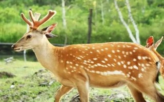 梅花鹿是不是保護動物，屬于我國一級保護動物