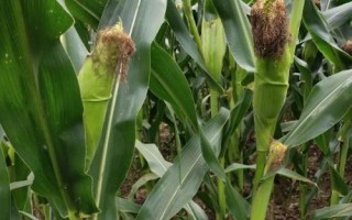 中農(nóng)甜2號玉米種子特征特性，適宜播種期5月初至6月中旬
