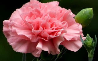 康乃馨的花語，代表永恒、質(zhì)樸、健康、母親的愛