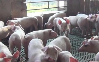 小豬斷奶后應(yīng)該如何喂養(yǎng)，斷奶后1周內(nèi)需控制喂食量