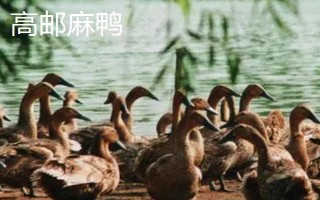 麻鴨和一般鴨子的區(qū)別，外觀特征不同