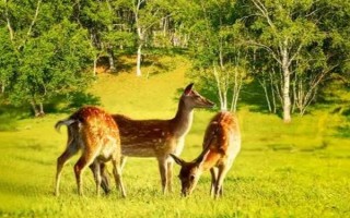 梅花鹿是不是保護動物，屬于我國一級保護動物