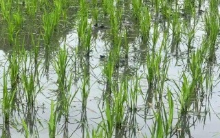 忠優(yōu)480水稻種子特點(diǎn)，該品種屬中秈早熟三系雜交水稻