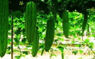 苦瓜高產(chǎn)要如何養(yǎng)根，需深翻土壤、增施有機(jī)肥料