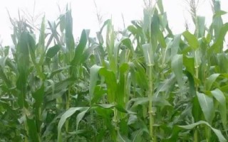 偉科902玉米品種簡(jiǎn)介，全生育期100天左右