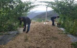 苦瓜長(zhǎng)蟲不用藥怎么防治，懸掛黃板可以起到誘殺效果