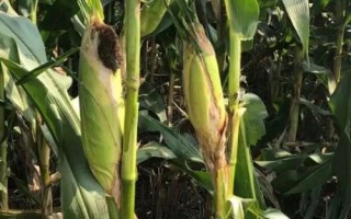 D907玉米種子特點，4月下旬至5月上旬播種