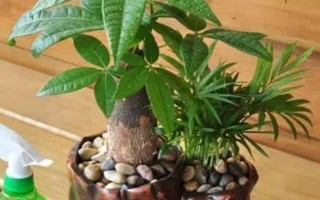發(fā)財樹是否喜水，喜濕但不耐勞