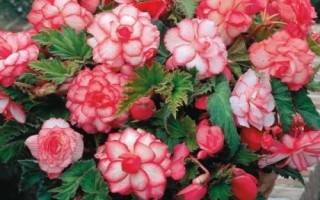 秋海棠幾月份開花，花期一般在7月份