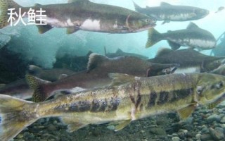 三文魚的產(chǎn)地，主產(chǎn)于俄羅斯、美國(guó)、加拿大、日本、挪威