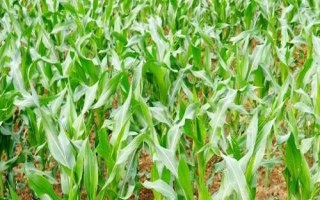 宇玉606玉米種子特點，夏播生育期106天