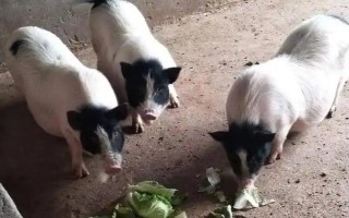 養(yǎng)10只香豬的年利潤(rùn)，減去成本后一年可獲利2萬(wàn)元左右
